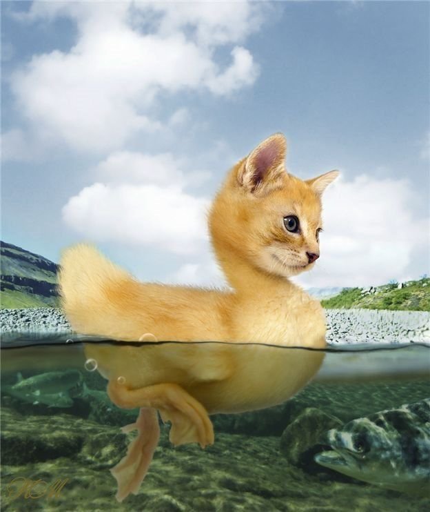 CatDuck.jpg