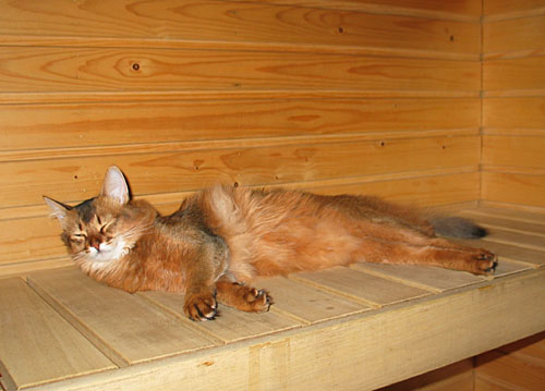 CatInSauna.jpg