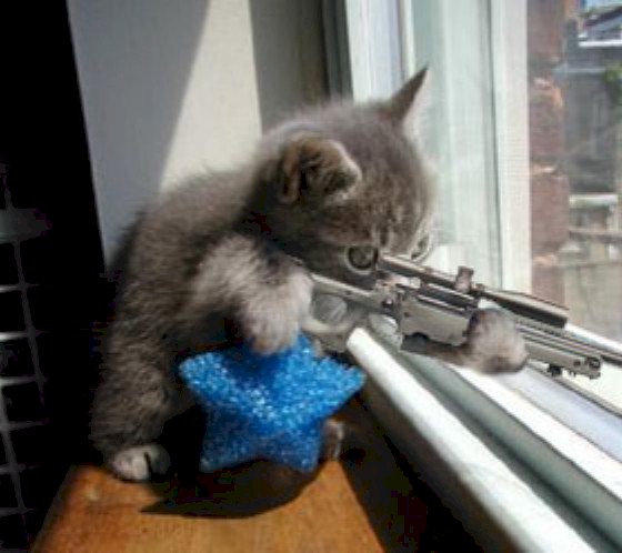 CatWithGun.jpg