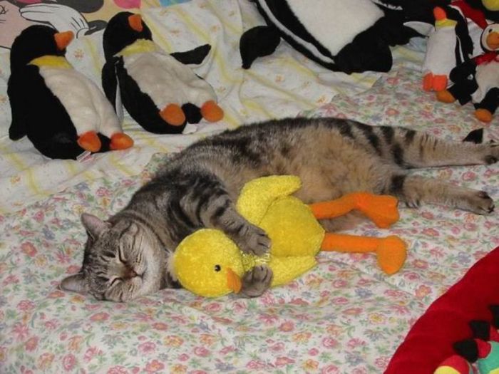 Cat_Yelow_chiken.jpg