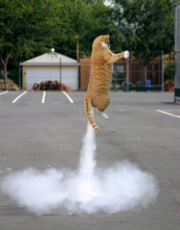 Cat_with_Jet_power.jpg