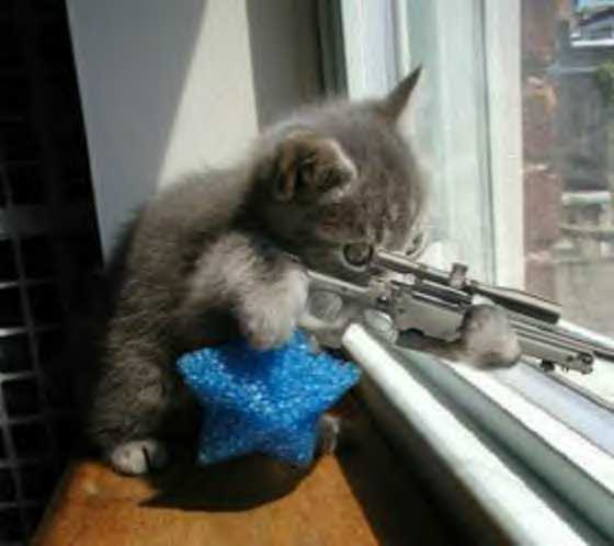 SniperCat.jpg